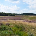 heide